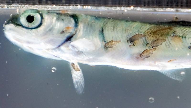 Chum salmon infected with sea lice