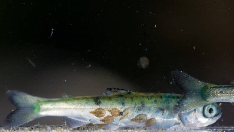 Chum salmon infected with sea lice