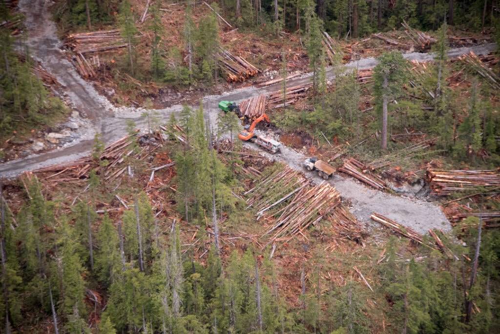 2015 logging north of Tofino.