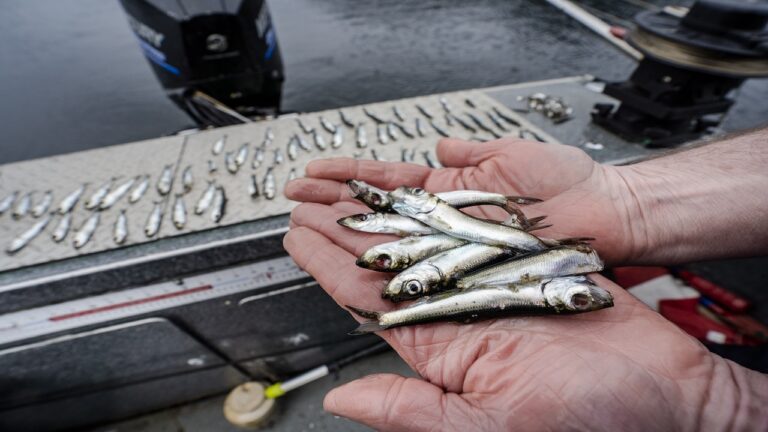 Sea lice treatments killing wild herring