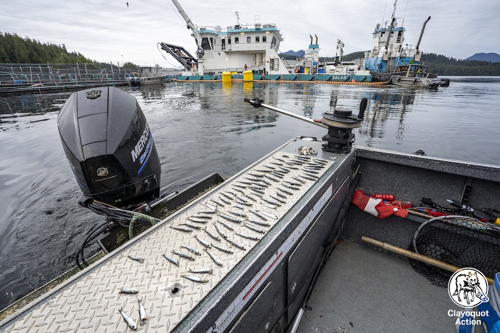 Salar Vessel Hydrolicer Clayoquot Sound and killed herring