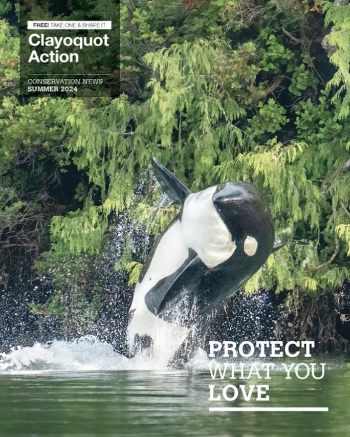 Clayoquot Action Summer Newsletter