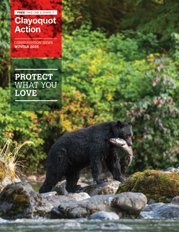 Clayoquot Action Winter Newsletter 2025