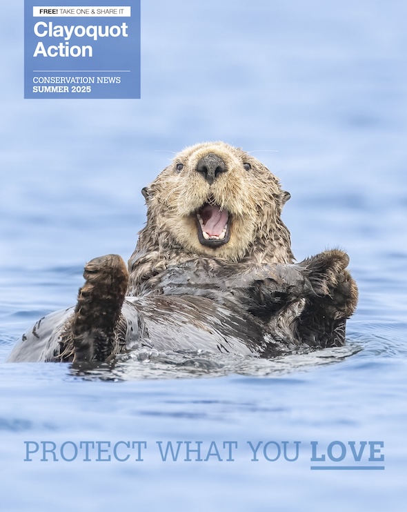 Clayoquot Action Summer 2025 Newsletter
