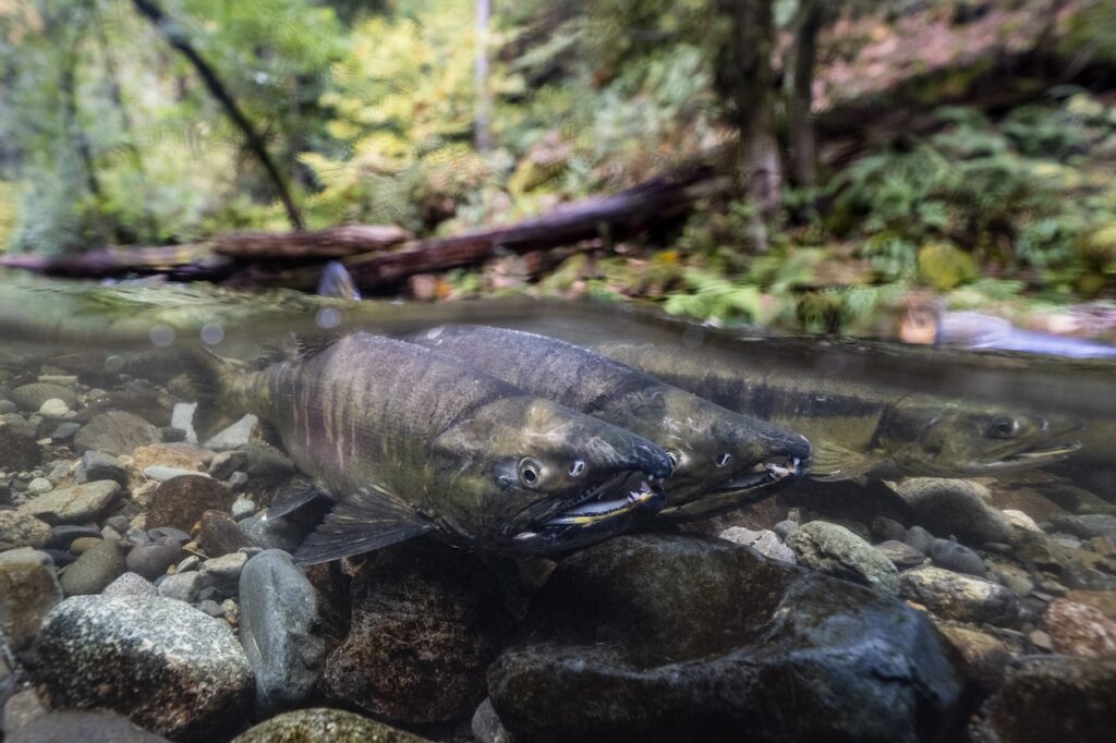 Wild Salmon River