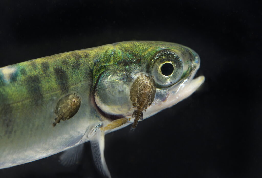 Sea Lice Cermaq Clayoquot Sound