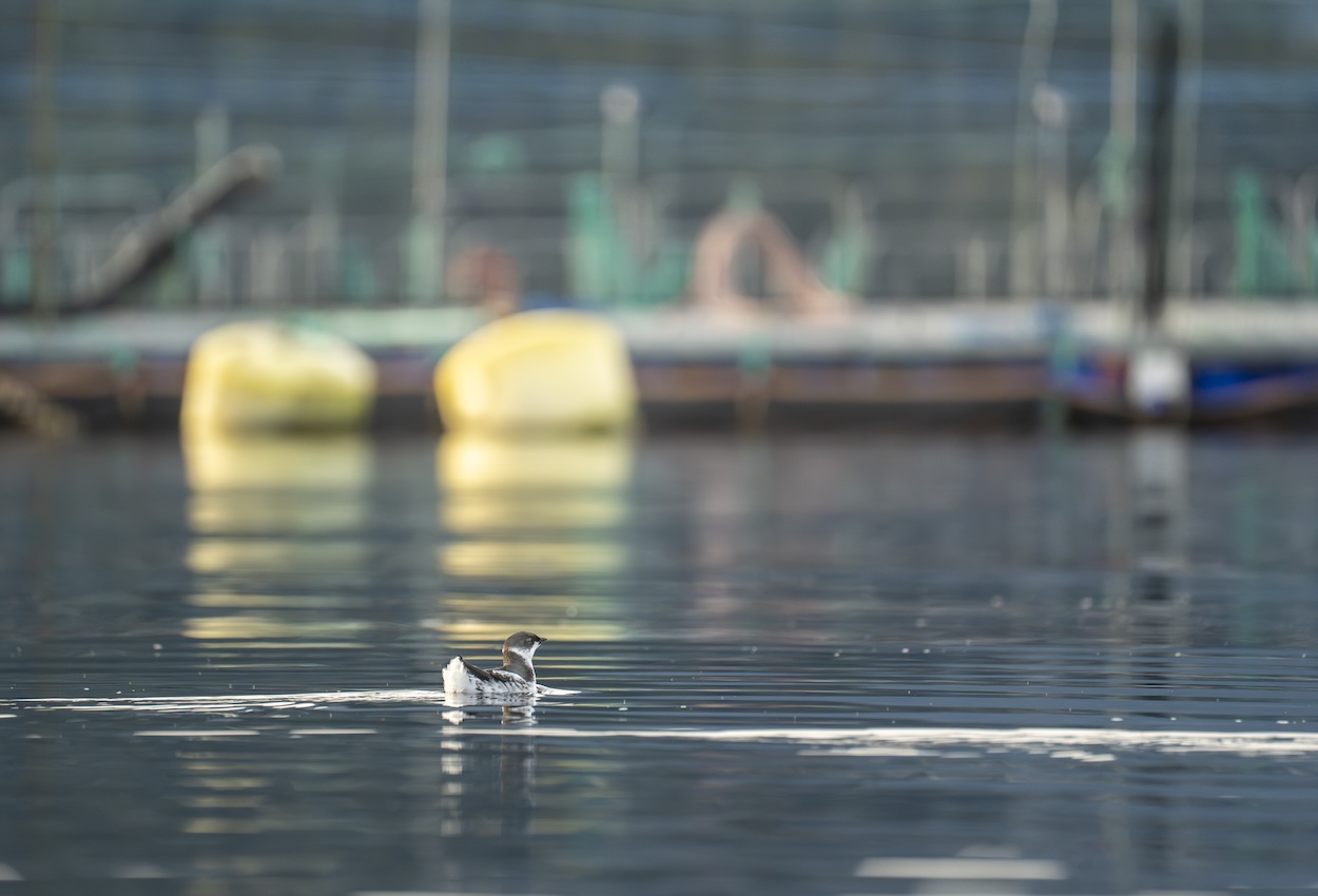 Deadly Nets—Marbled Murrelets die on Cermaq fish farms