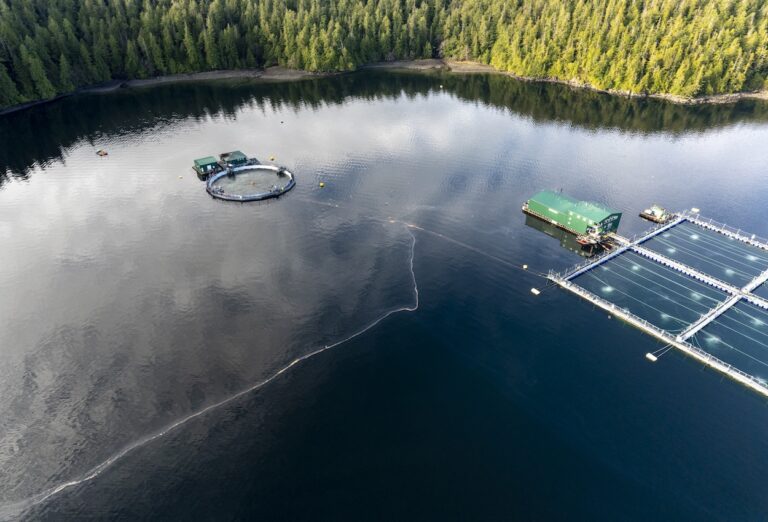 Florfenicol Fish Farm Antibiotics in Clayoquot Sound near Tofino